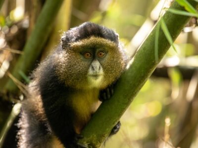 A close-up photograph of a Golden monkey captured in Mgahinga Gorilla National Park in South-Western Uganda.