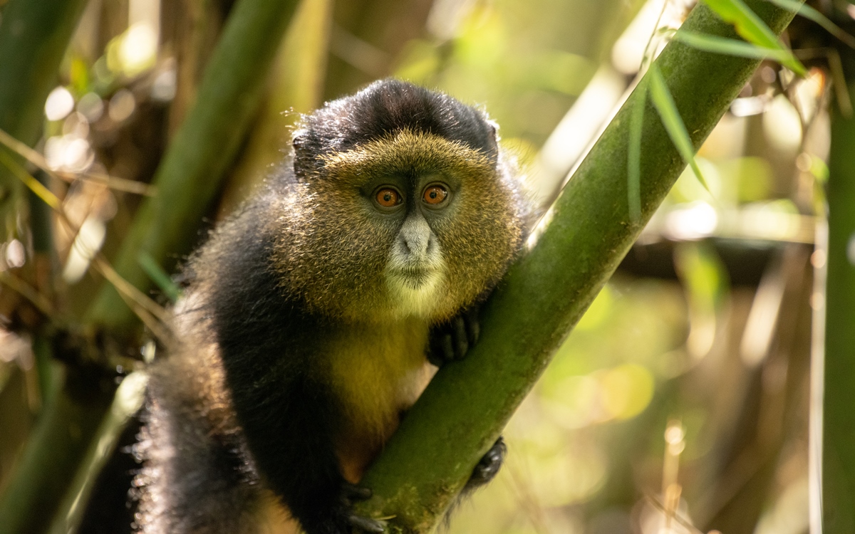 A close-up photograph of a Golden monkey captured in Mgahinga Gorilla National Park in South-Western Uganda.