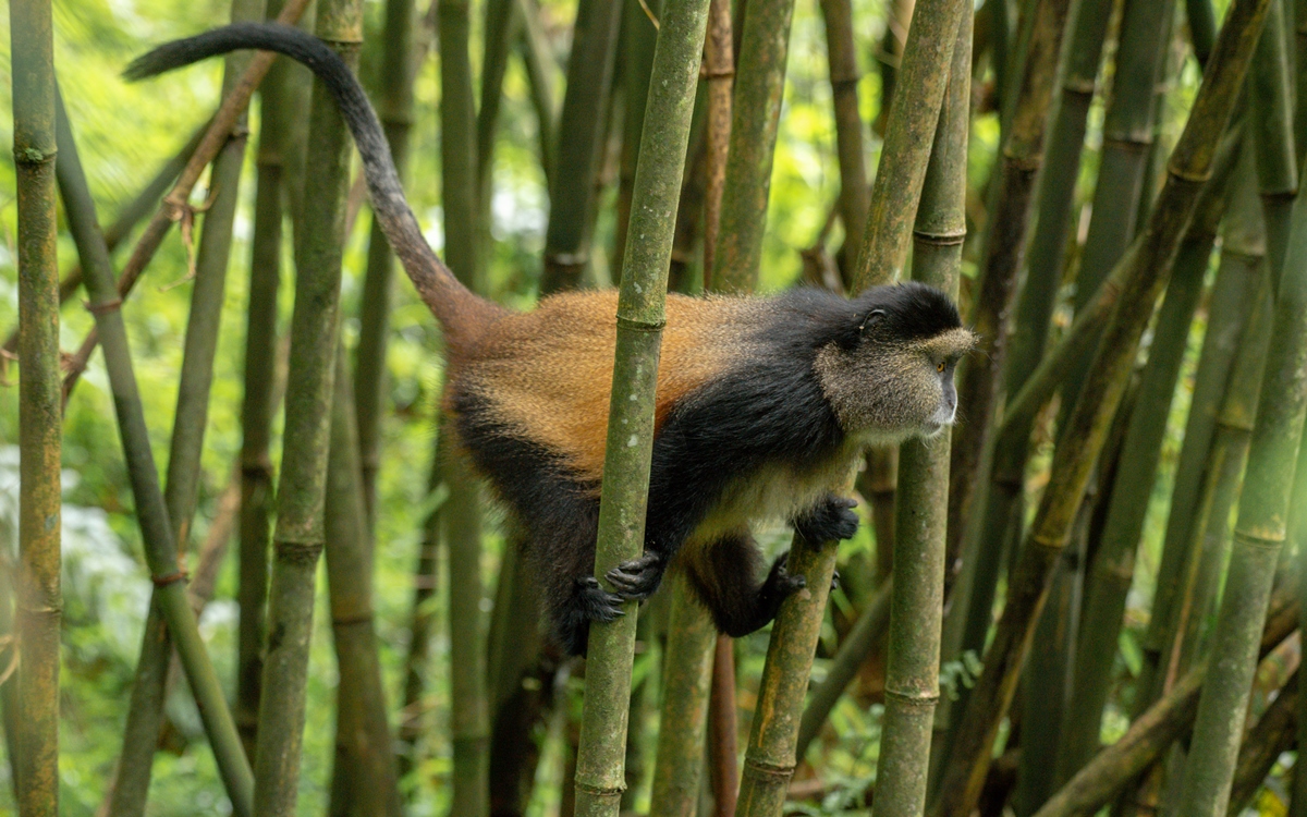 A photograph of a Golden monkey captured in Mgahinga Gorilla National Park in South-Western Uganda.