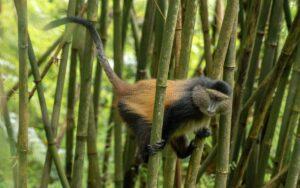 A photograph of a Golden monkey captured in Mgahinga Gorilla National Park in South-Western Uganda.