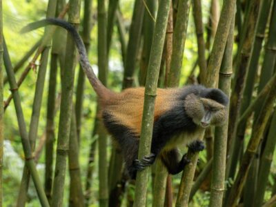 A photograph of a Golden monkey captured in Mgahinga Gorilla National Park in South-Western Uganda.