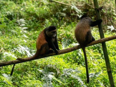 A photograph of two Golden monkeys seated on a tree branch captured in Mgahinga Gorilla National Park in South-Western Uganda.