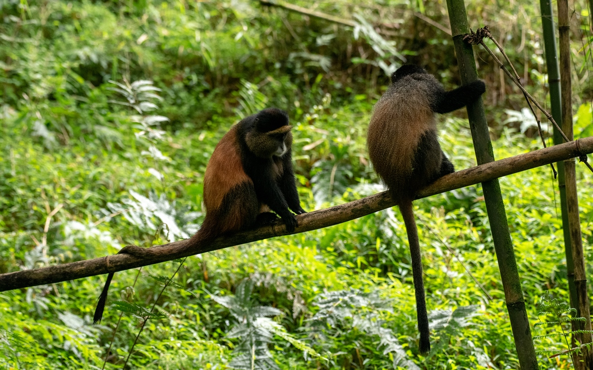 A photograph of two Golden monkeys seated on a tree branch captured in Mgahinga Gorilla National Park in South-Western Uganda.