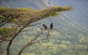 A photograph of a pair of Gauklers captured during a birdwatching experience in Queen Elizabeth National Park in the Western Region of Uganda.