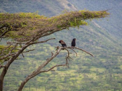 A photograph of a pair of Gauklers captured during a birdwatching experience in Queen Elizabeth National Park in the Western Region of Uganda.