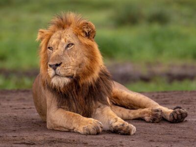 A photograph of an African male lion captured during a safari game drive in Queen Elizabeth National Park in the Western Region of Uganda.