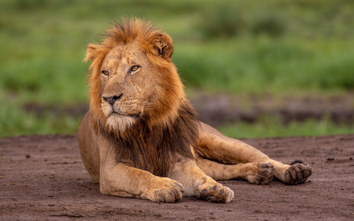 A photograph of an African male lion captured during a safari game drive in Queen Elizabeth National Park in the Western Region of Uganda.