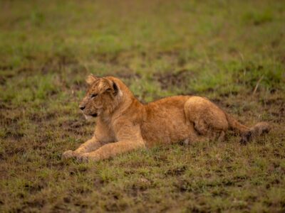 A photograph of an African lioness captured during a safari game drive in Queen Elizabeth National Park in the Western Region of Uganda.