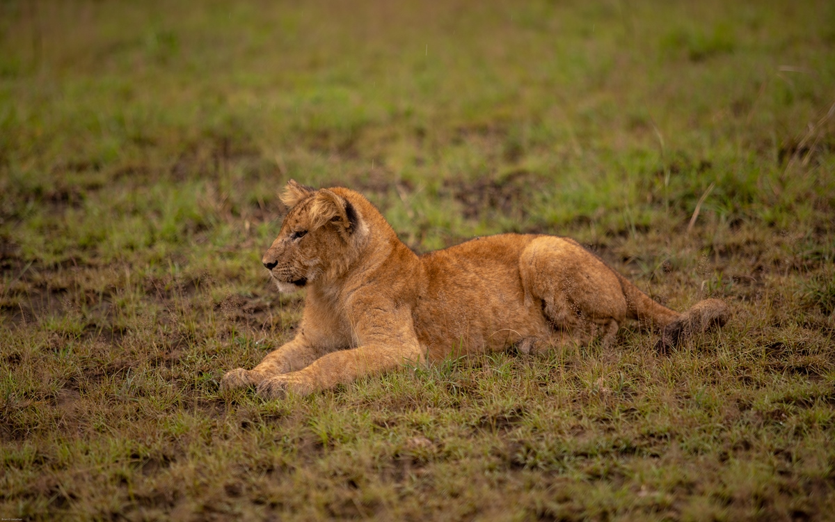 A photograph of an African lioness captured during a safari game drive in Queen Elizabeth National Park in the Western Region of Uganda.