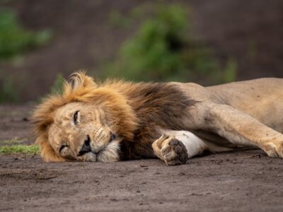 A photograph of an African male lion captured during a safari game drive in Queen Elizabeth National Park in the Western Region of Uganda.