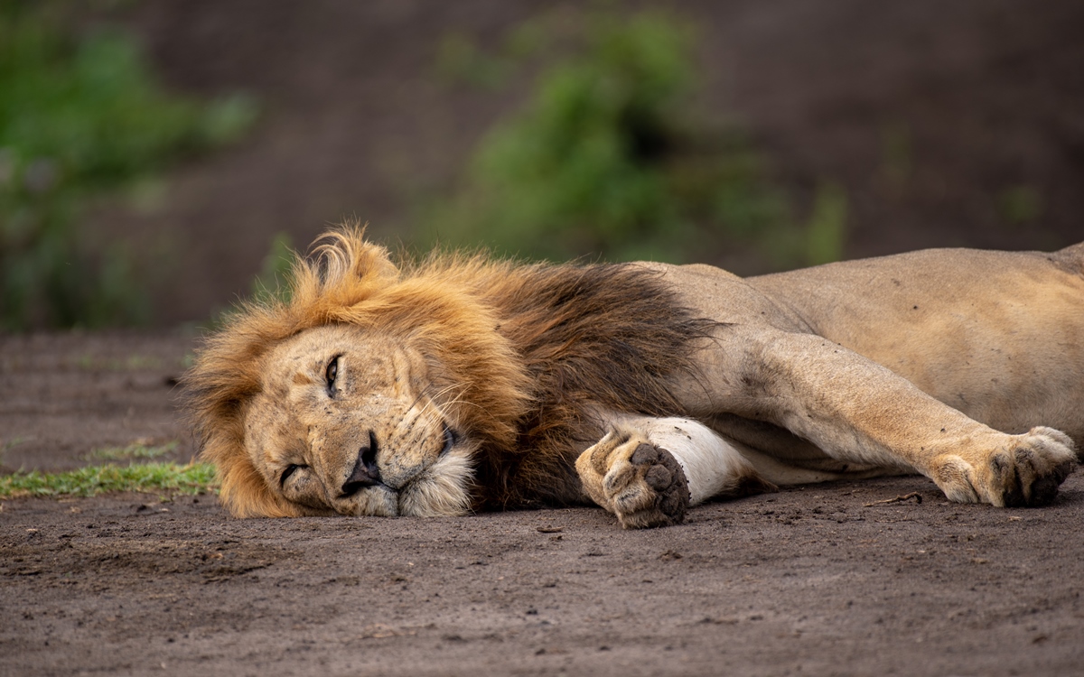 A photograph of an African male lion captured during a safari game drive in Queen Elizabeth National Park in the Western Region of Uganda.