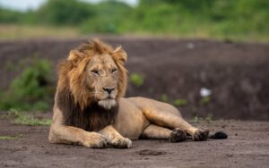 A photograph of an African male lion captured during a safari game drive in Queen Elizabeth National Park in the Western Region of Uganda.