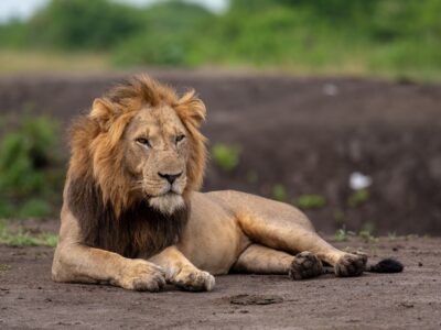 A photograph of an African male lion captured during a safari game drive in Queen Elizabeth National Park in the Western Region of Uganda.