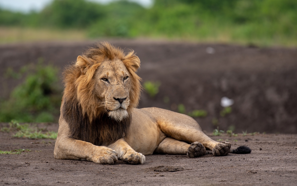 A photograph of an African male lion captured during a safari game drive in Queen Elizabeth National Park in the Western Region of Uganda.