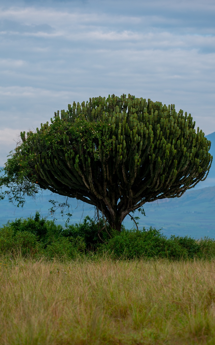 A photograph of an African milk tree captured in Queen Elizabeth National Park in the Western Region of Uganda.
