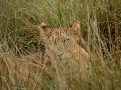 A photograph of an African female lion captured during a safari game drive in Queen Elizabeth National Park in the Western Region of Uganda.