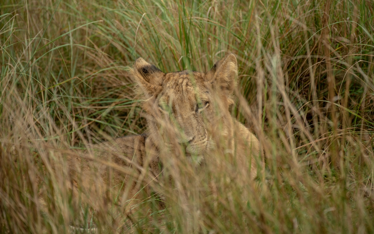 A photograph of an African female lion captured during a safari game drive in Queen Elizabeth National Park in the Western Region of Uganda.