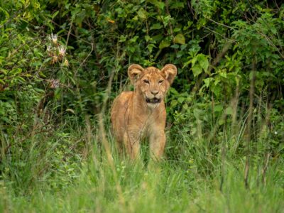 A photograph of a baby lion captured during a safari game drive in Queen Elizabeth National Park in the Western Region of Uganda.