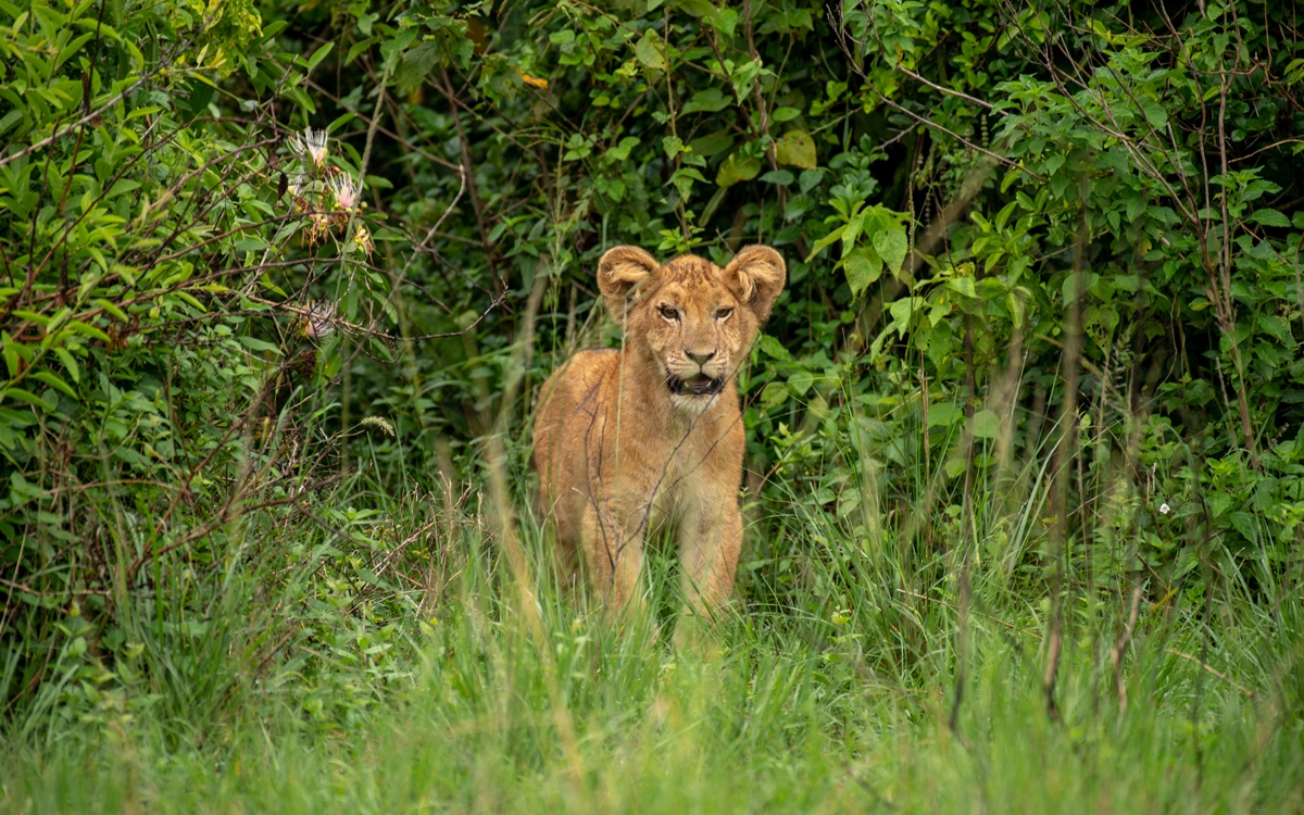 A photograph of a baby lion captured during a safari game drive in Queen Elizabeth National Park in the Western Region of Uganda.