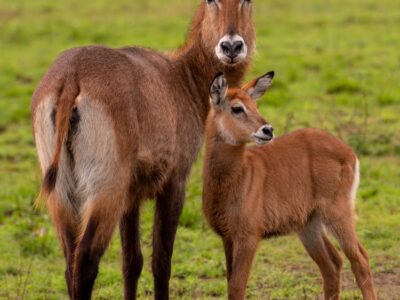 A photogragh of an adult female water buck with its young one captured during a game drive in Queen Elizabeth National Park in the Western Region of Uganda.