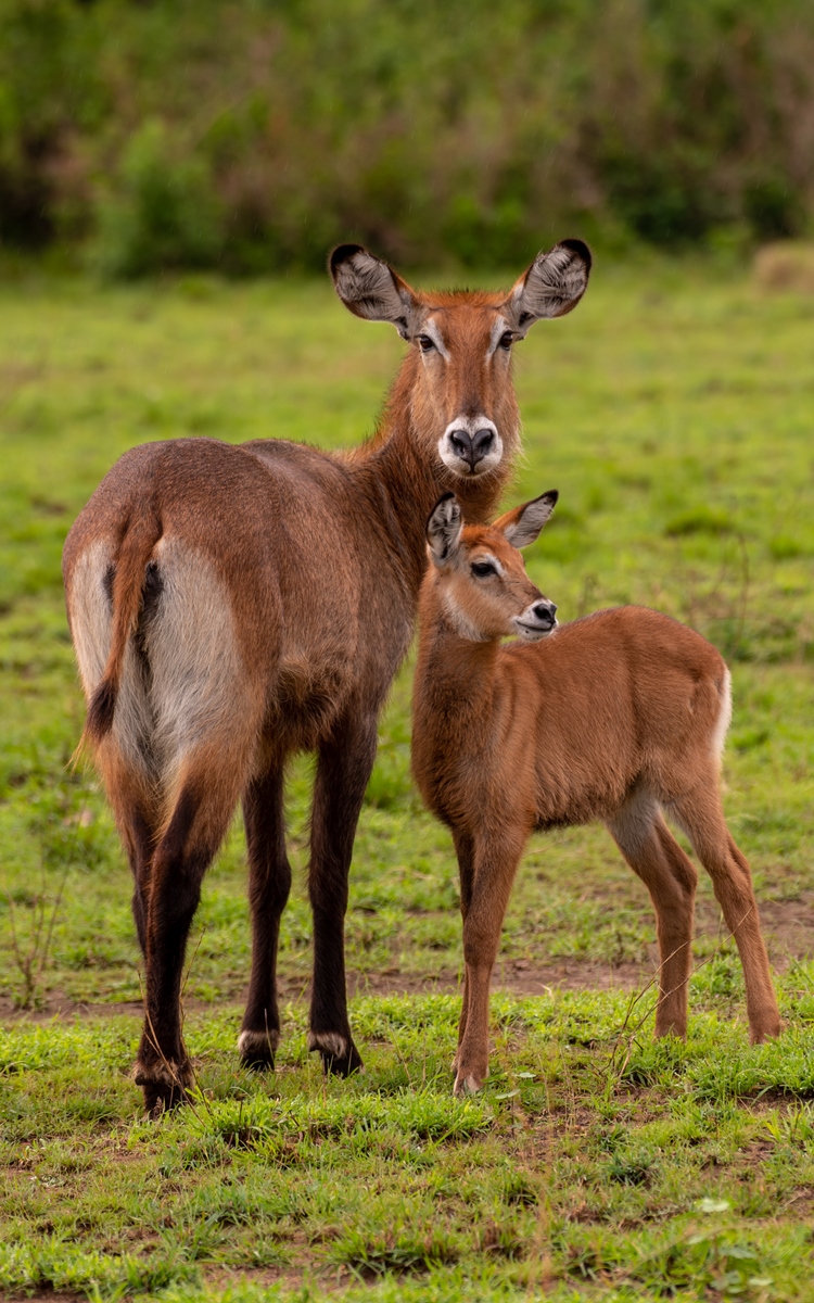 A photogragh of an adult female water buck with its young one captured during a game drive in Queen Elizabeth National Park in the Western Region of Uganda.