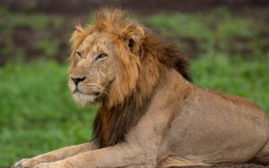 A photograph of an African male lion captured during a safari game drive in Queen Elizabeth National Park in the Western Region of Uganda.