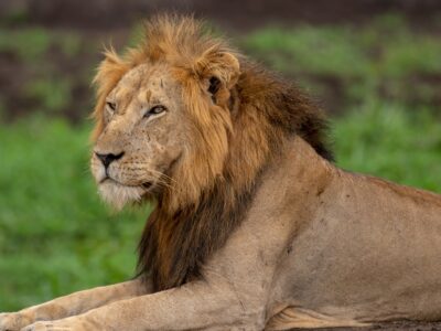 A photograph of an African male lion captured during a safari game drive in Queen Elizabeth National Park in the Western Region of Uganda.