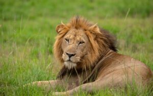 A close-up photograph of an African male lion captured during a safari game drive in Queen Elizabeth National Park in the Western Region of Uganda.