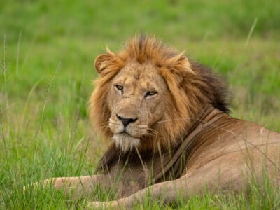 A close-up photograph of an African male lion captured during a safari game drive in Queen Elizabeth National Park in the Western Region of Uganda.