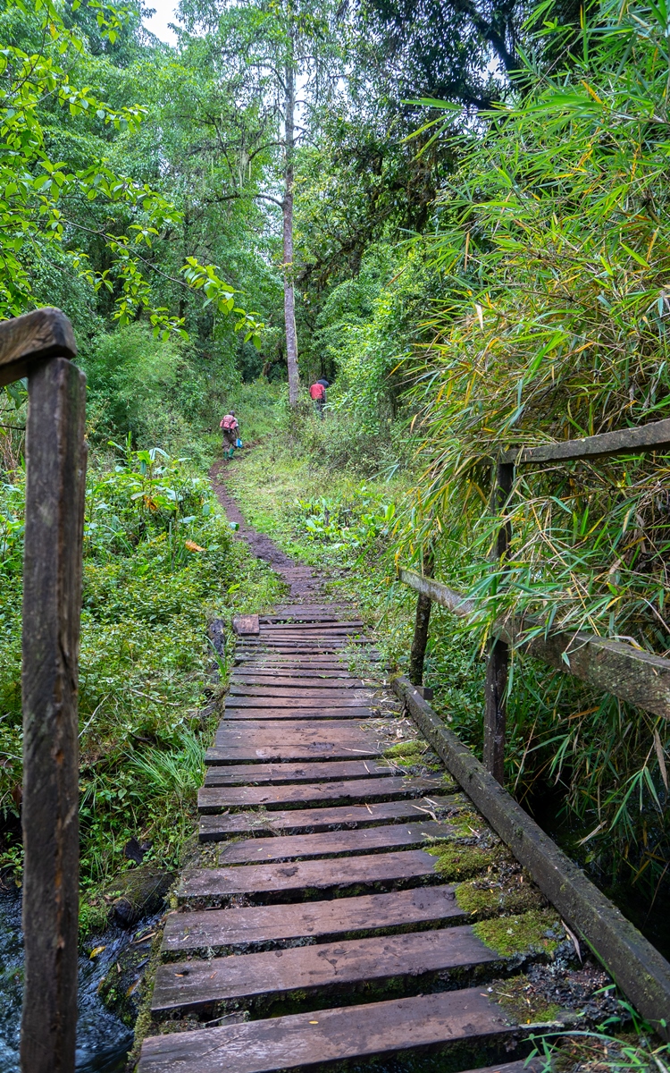 A photogragh of a wooden bridge captured in Mount Elgon National Park located both in Uganda and Kenya.