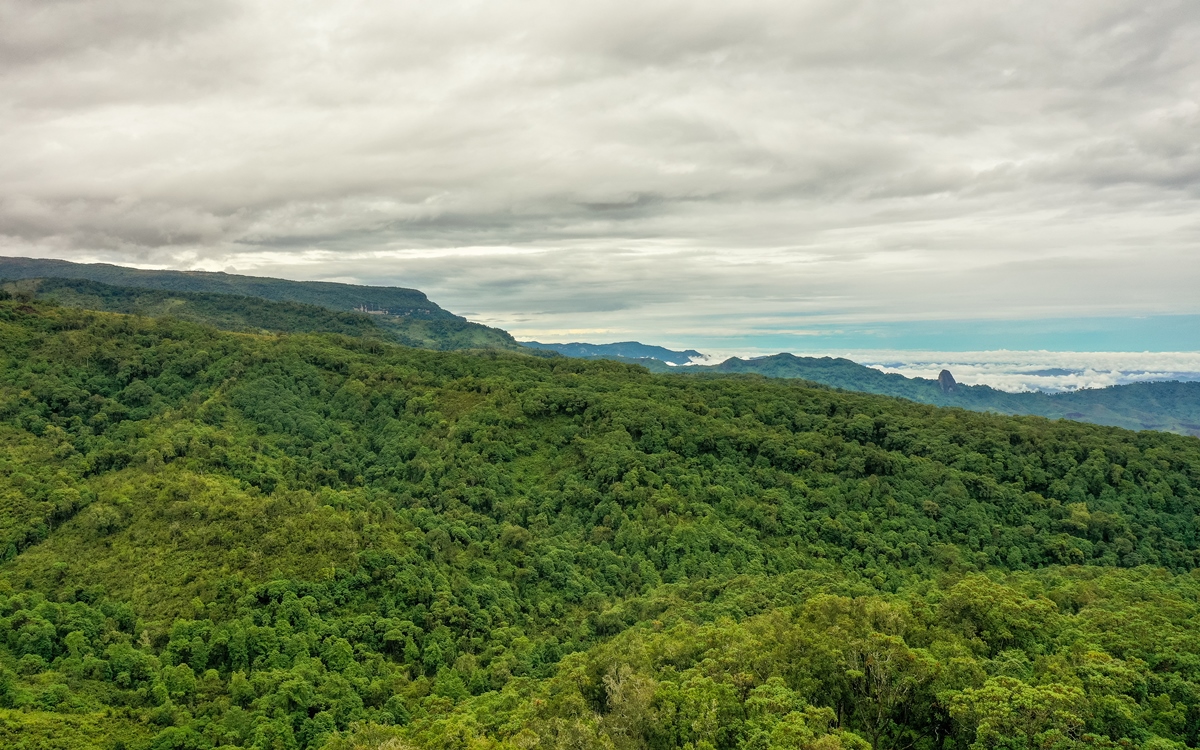 A photogragh of the forest view captured in Mount Elgon National Park located both in Uganda and Kenya.