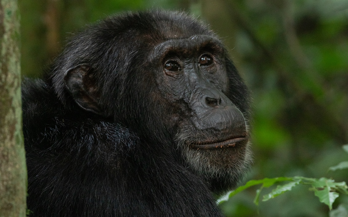 A photograph of a chimpanzee captured during a chimpanzee tracking safari experience in Kibale National Park located in Western Uganda.