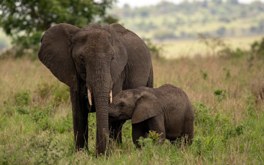 A majestic adult elephant walks with its calf during a guided safari game drive in Kidepo Valley National Park, Uganda. This wildlife encounter highlights the rich biodiversity of North-Eastern Uganda and the immersive experiences offered by Responsible Tourism Company.