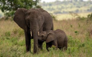 A photograph of an adult elephant with its young one captured during a wildlife safari game drive in Kidepo National Park in North-Eastern Uganda.