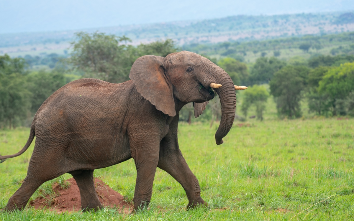 A photograph of an adult elephant taken during a safari game drive in Kidepo Valley National Park in North Eastern Uganda