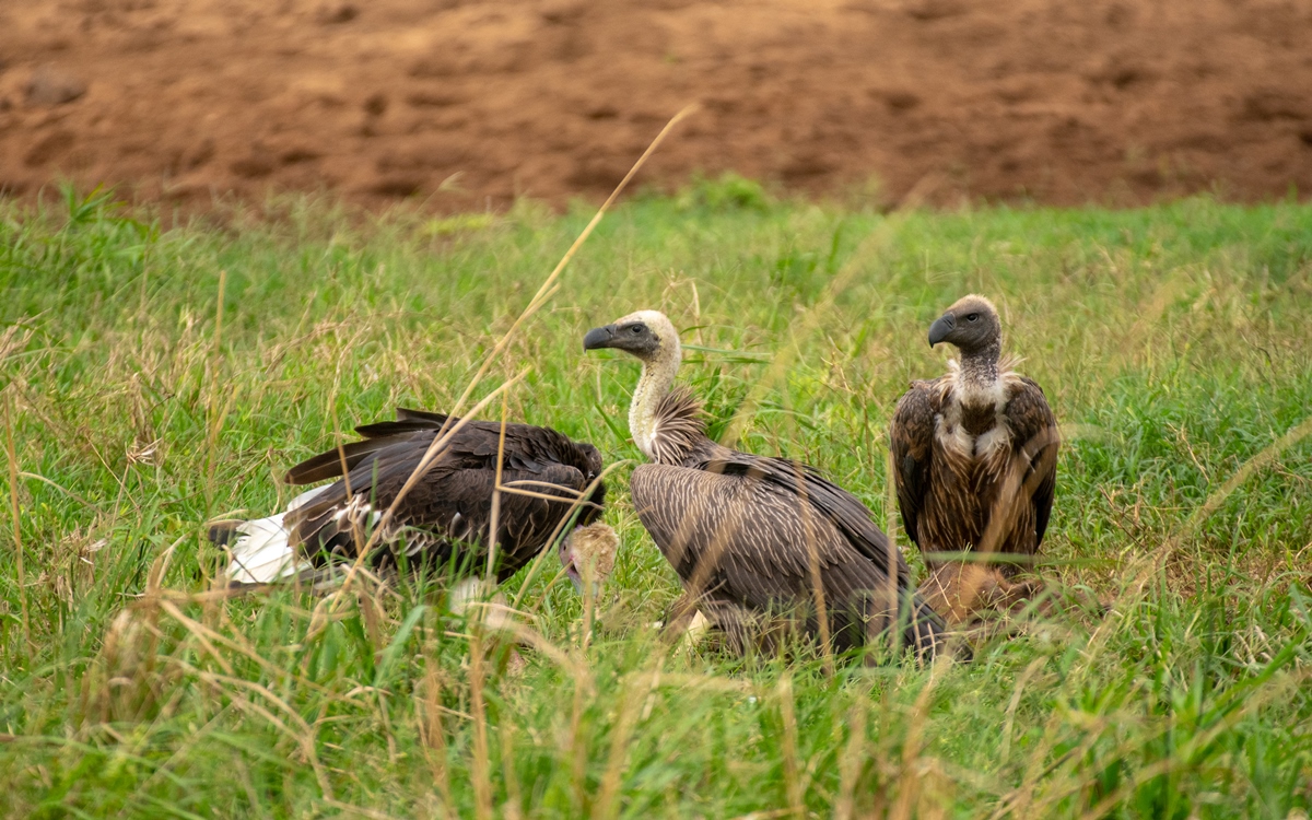 A photograph of vultures captured during a birdwatching tour in Kidepo Valley National Park in North Eastern Uganda