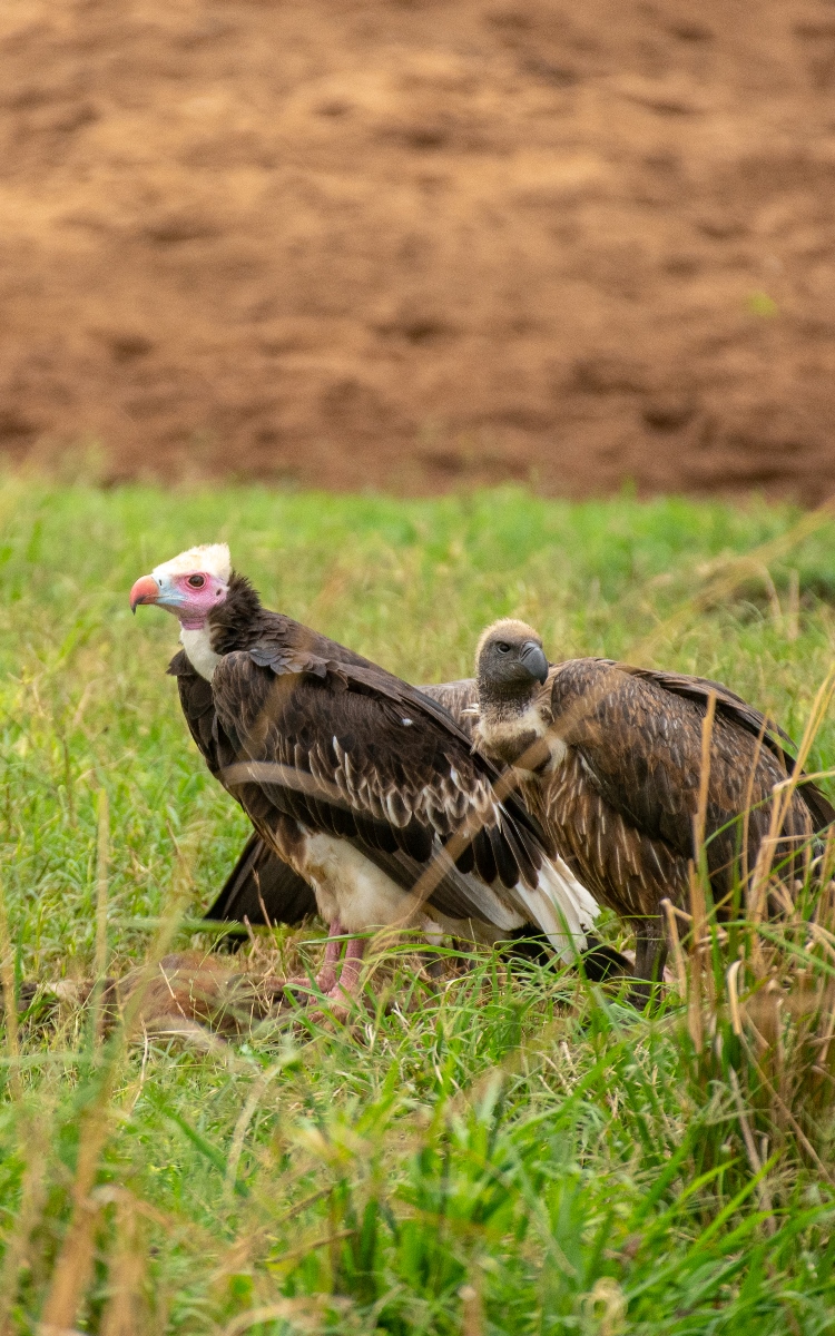 A photogragh of a pair of vultures captured during bird watching in Kidepo Valley National Park located in the Karamoja region in North-Eastern Uganda.