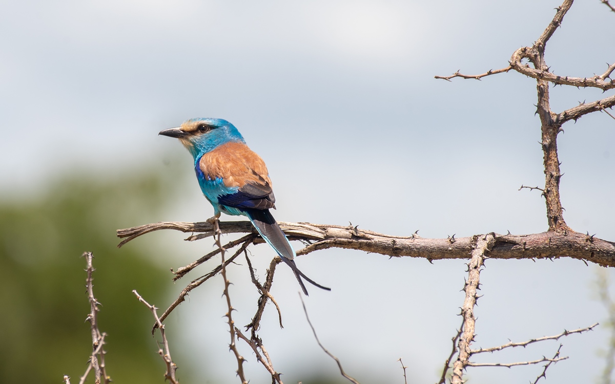 A photograph of a European Roller captured during a birdwatching tour in Kidepo Valley National Park in North Eastern Uganda