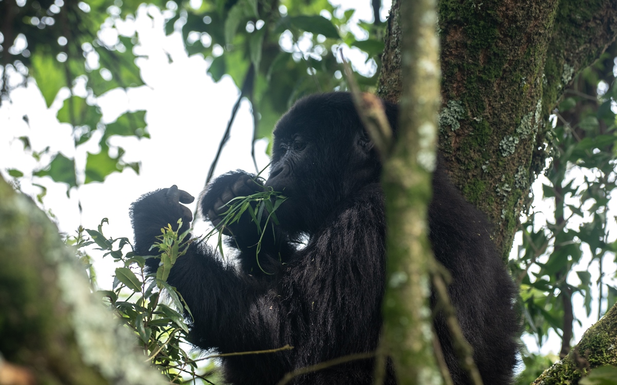 A photograph of a gorilla feeding captured during gorilla trekking in Mgahinga Gorilla National Park in South-Western Uganda.