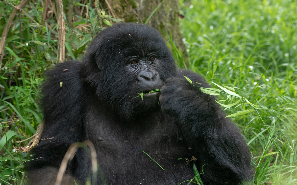 A photograph of an adult gorilla feeding captured during gorilla trekking in Mgahinga Gorilla National Park in South-Western Uganda.