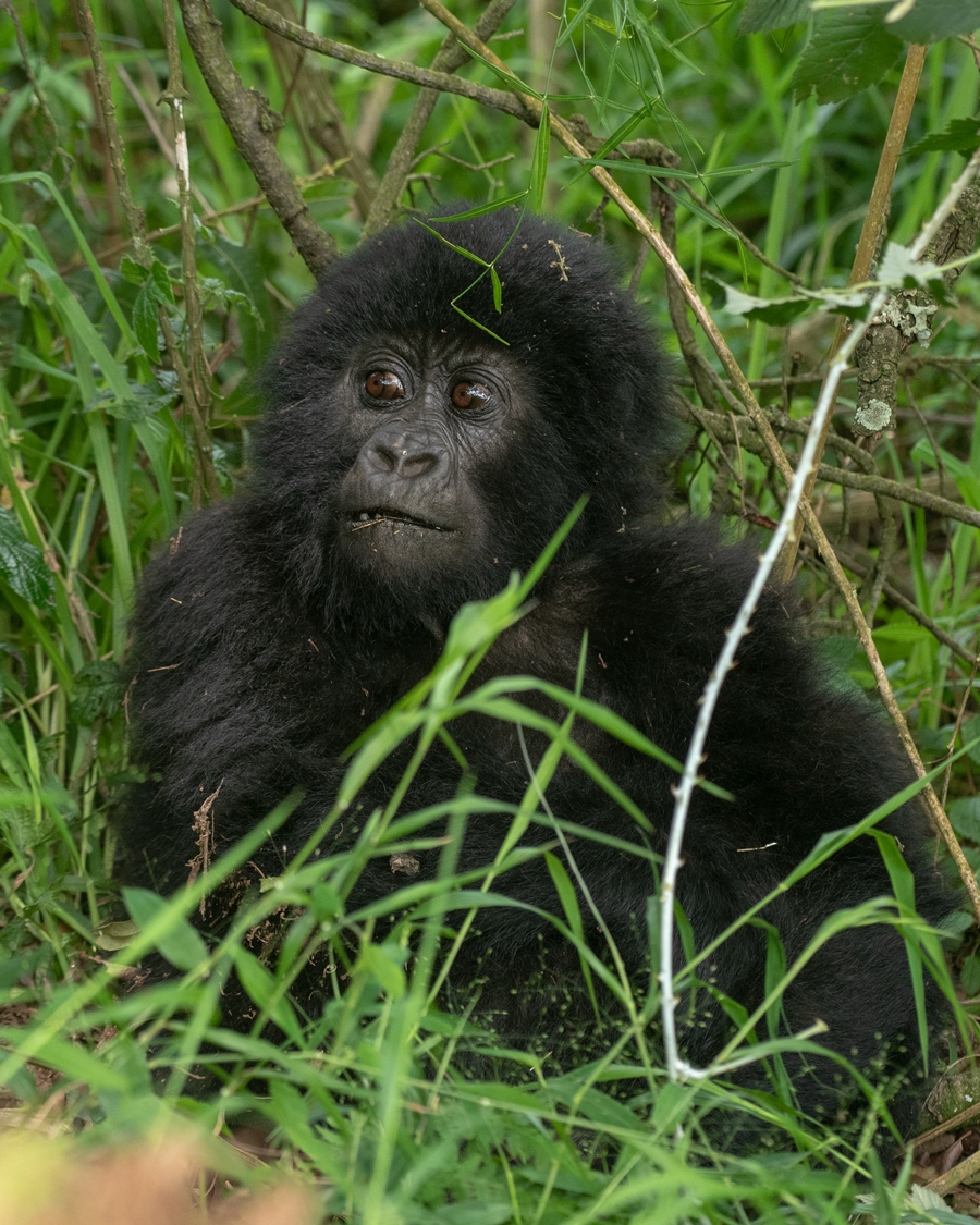 A photograph of a baby gorilla captured during gorilla trekking in Mgahinga Gorilla National Park in South-Western Uganda.