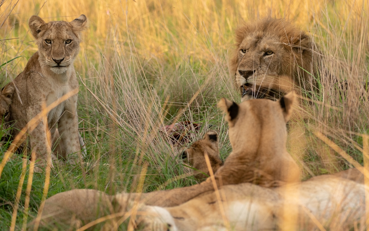 Lion Pride in Murchison Falls National Park in Northern Uganda