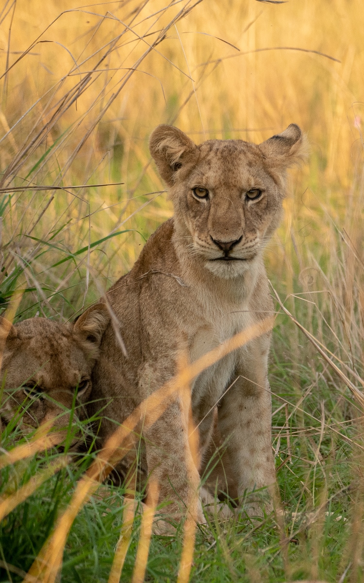 A photograph of a pair of female African lions in tall grass captured on a game drive in Murchison Falls National Park in Northern Uganda.
