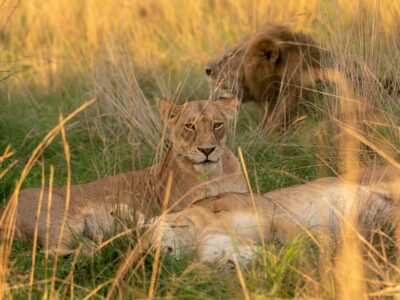 A photograph of African lions in tall grasses captured on a game drive in Murchison Falls National Park in Northern Uganda.