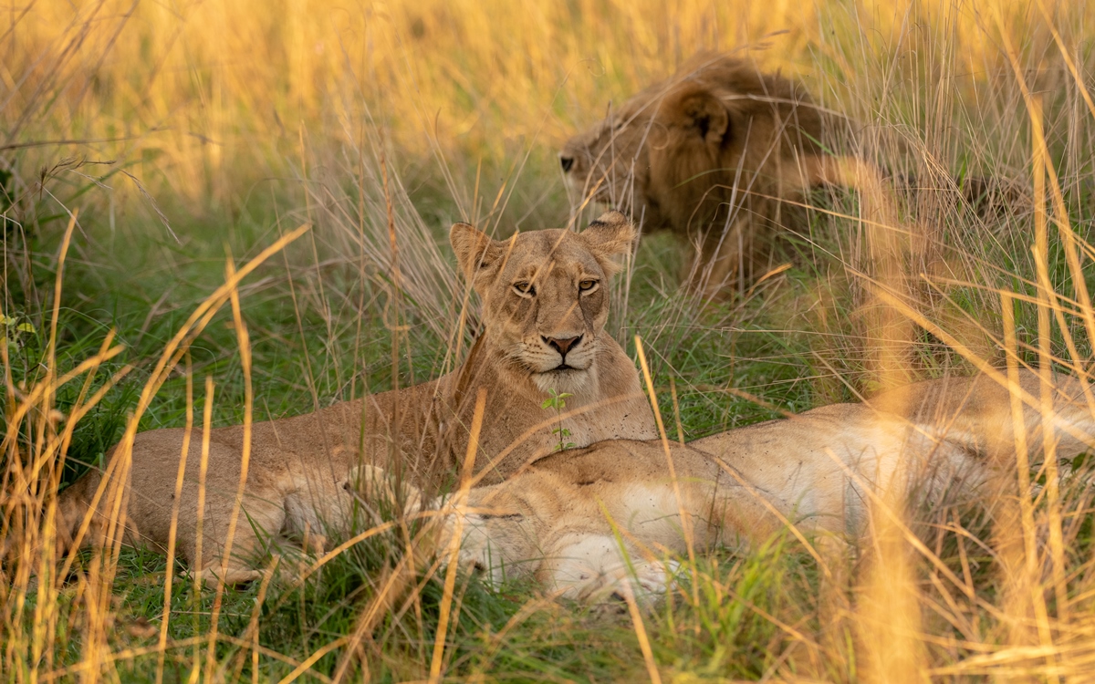 A photograph of African lions in tall grasses captured on a game drive in Murchison Falls National Park in Northern Uganda.