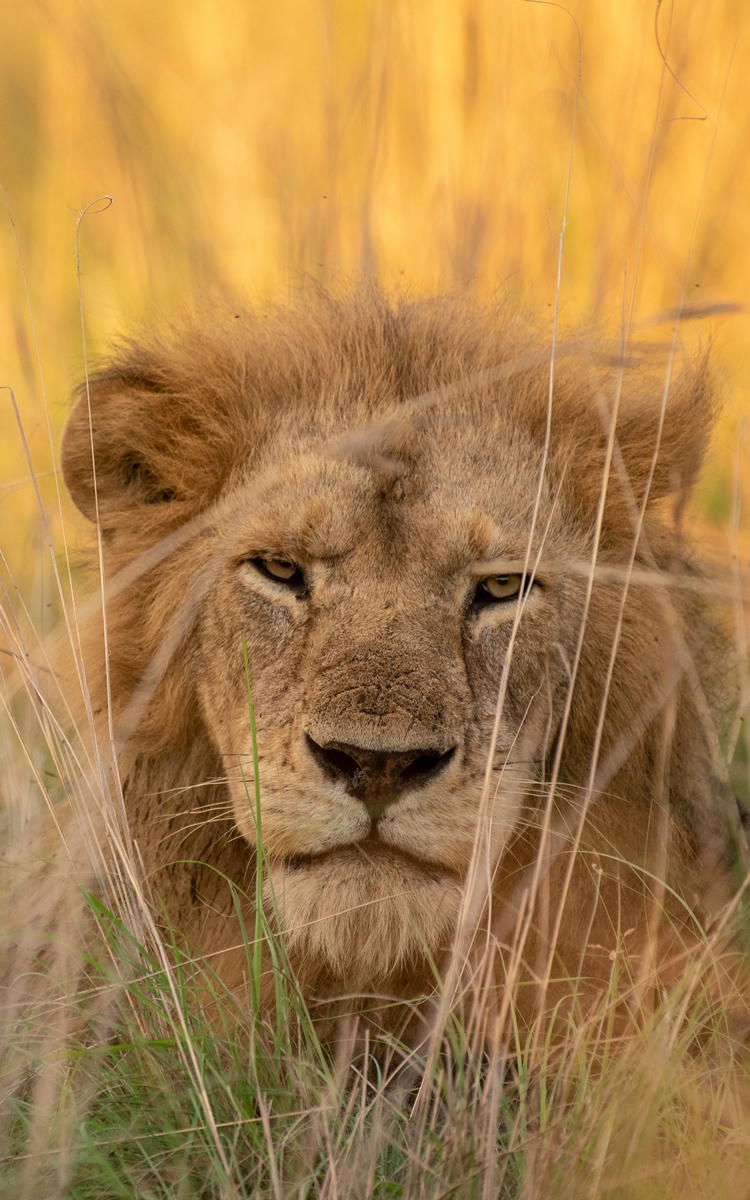 A close-up photo of the African male lion seen on a safari in Murchison Falls National Park in Northern Uganda.
