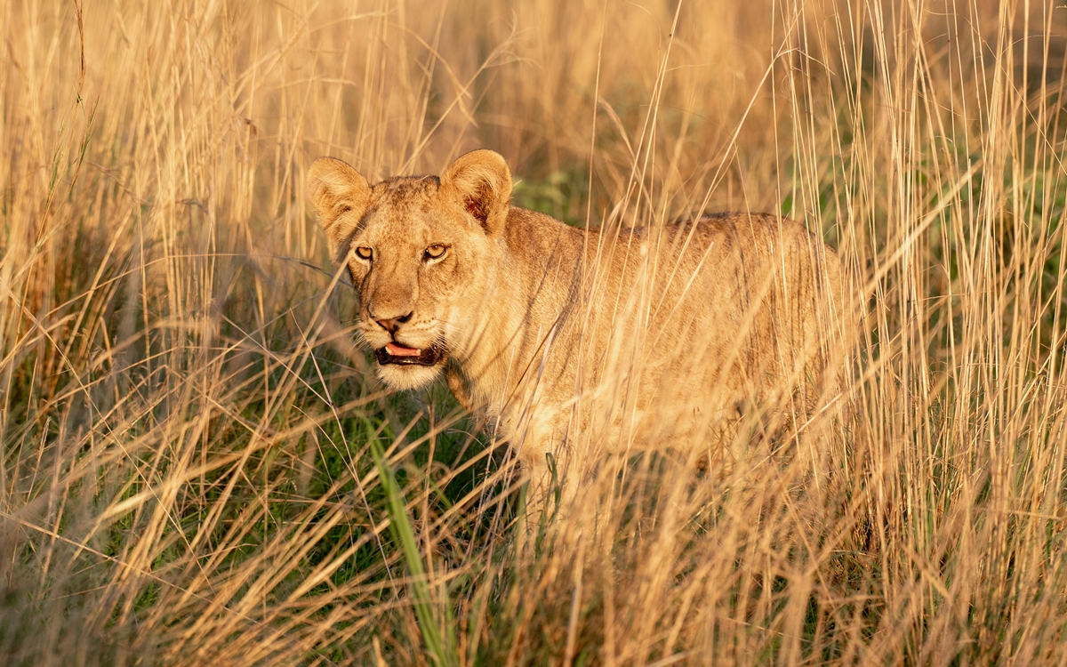 A photo of the African female lion standing in tall grass seen on a safari game drive in Murchison Falls National Park in Northern Uganda