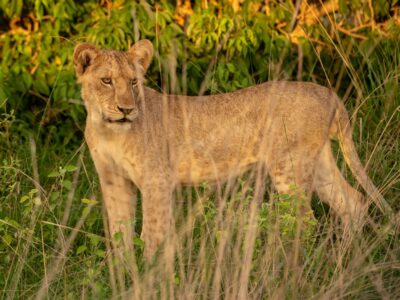 A photo of the African female lion standing in tall grass seen on a safari in Murchison Falls National Park in Northern Uganda