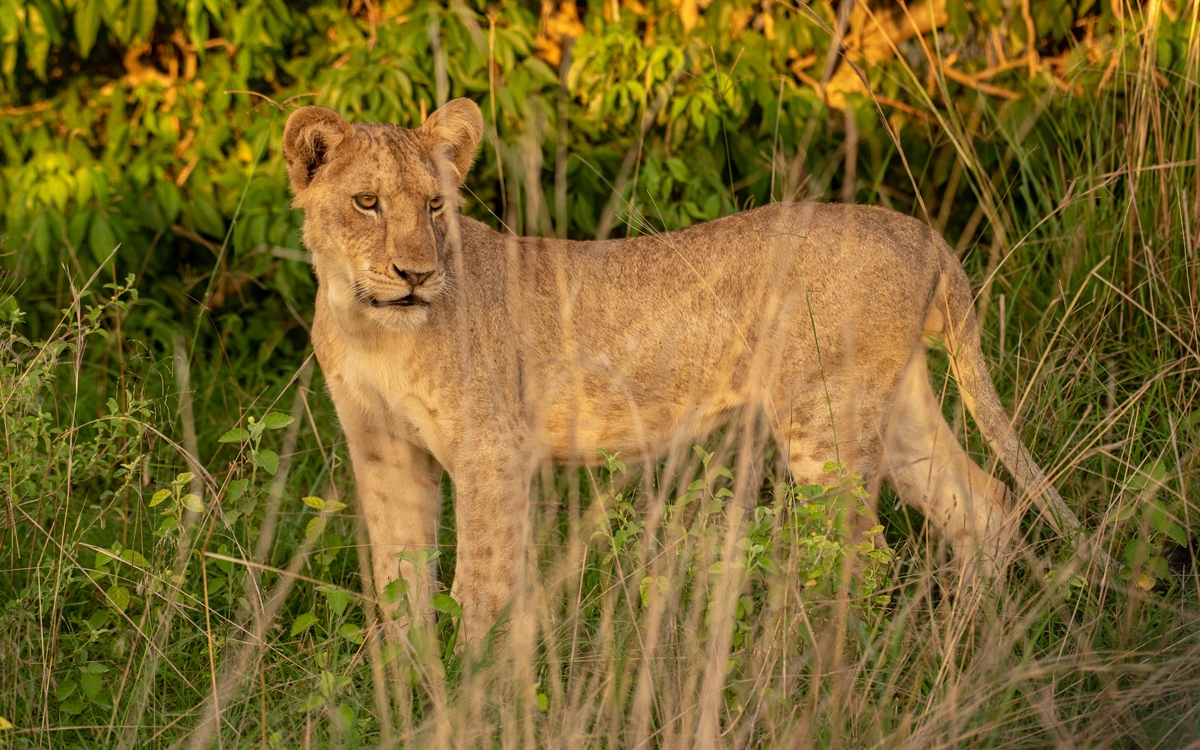 A photo of the African female lion standing in tall grass seen on a safari in Murchison Falls National Park in Northern Uganda