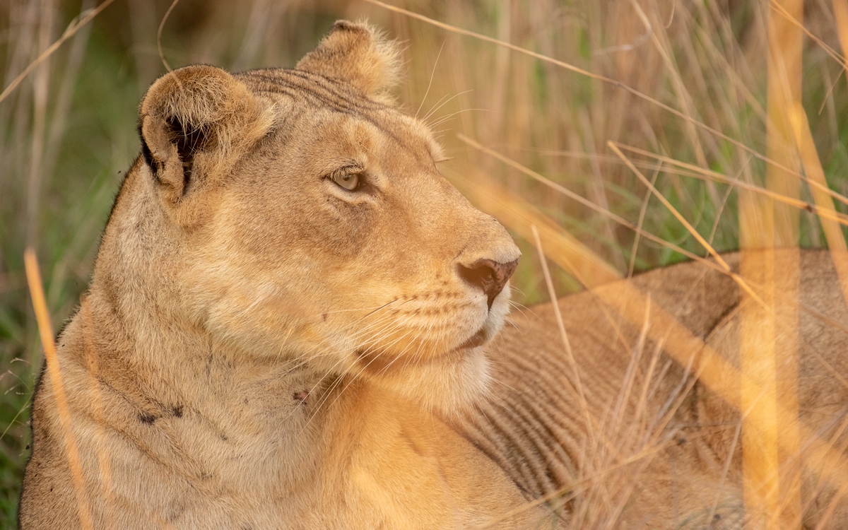 A close-up photo of the African female lion seen on a safari in Murchison Falls National Park in Northern Uganda.